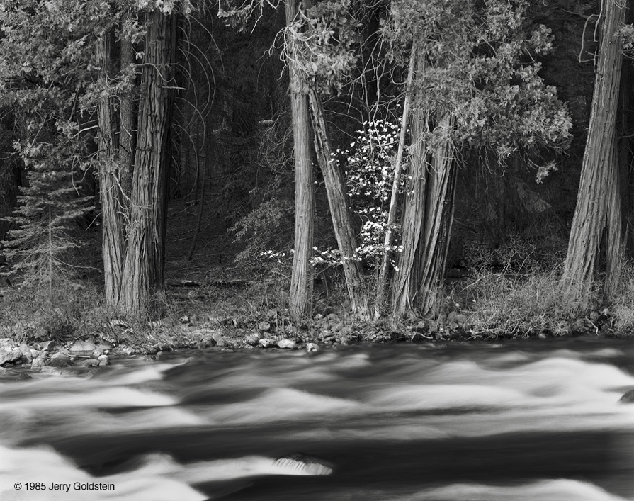 Dogwood, Trees, Merced River
