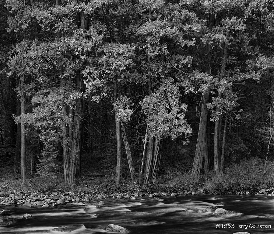 Trees, Merced River 1983