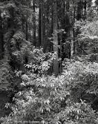 Forest Detail Santa Cruz California 1983