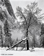 Oak Tree and Snow El Capitan Meadow Yosemite National Park 1983