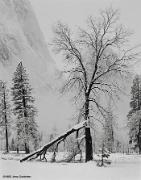 Oak Tree, Snow, Fog El Capitan Meadow Yosemite National Park 1983