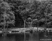 Trees, River Derwent Lake Districk, England 1988