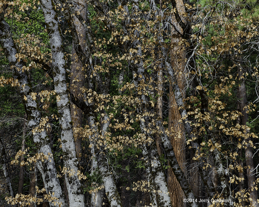 Leaves and Trees, El Capitan Meadow, Feb 2014