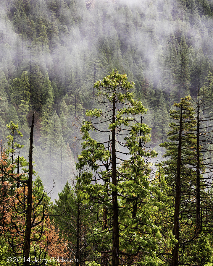 Trees and Fog, YNP 2014