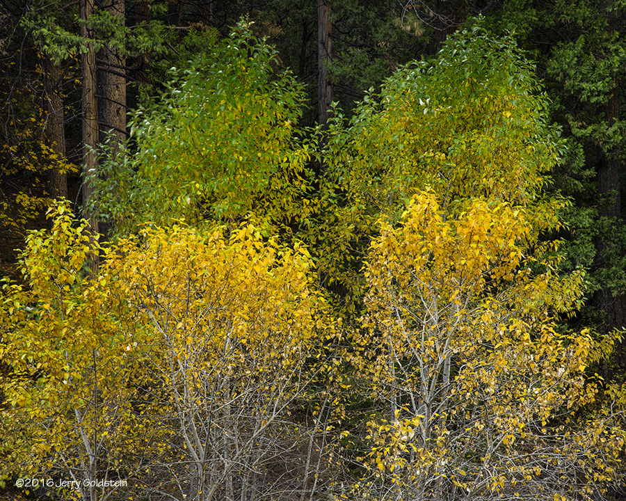 Trees and Leaves, YNP Nov 2016 Color
