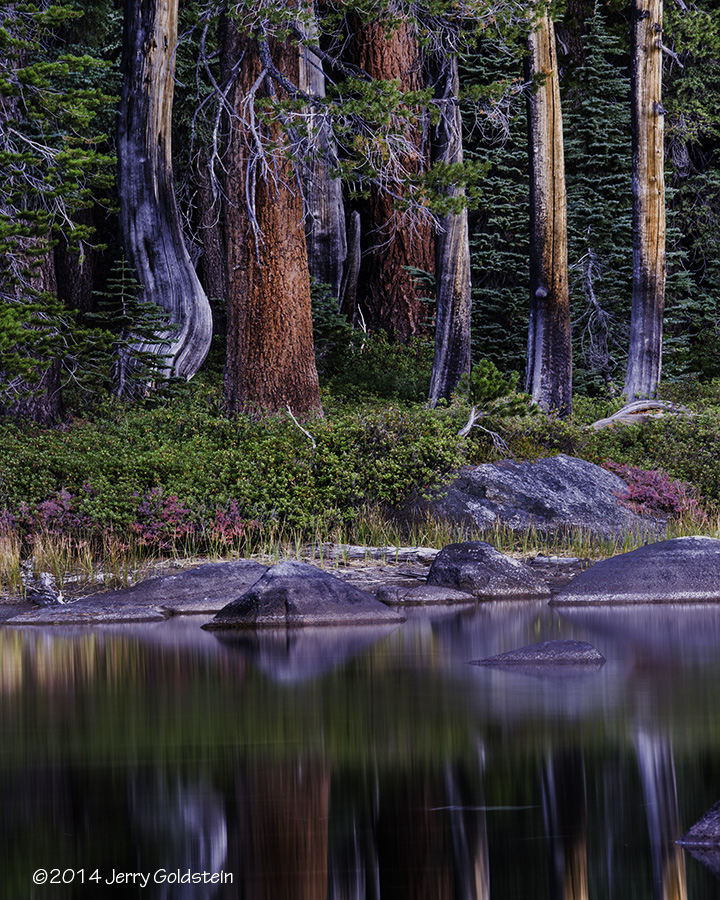 Trees, Weston Lake, YNP 2014 Color