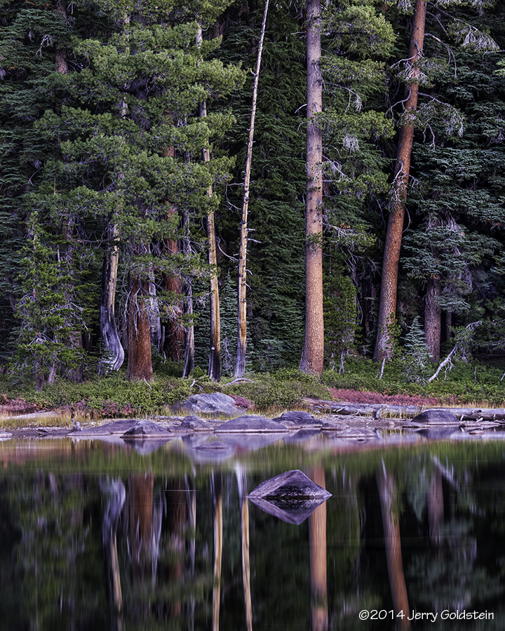 Trees<br>Evening, Weston Lake, YNP 2014