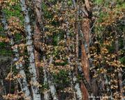 Leaves and Trees El Capitan Meadow Yosemite National Park California 2014