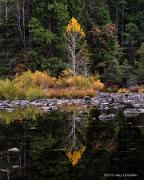 Tree, Reflections Merced River Yosemite National Park 2013