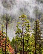Trees and Fog Yosemite National Park California 2014