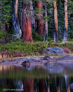 Trees Weston Lake Yosemite National Park California 2014