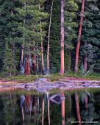 Trees, Evening Weston Lake Yosemite National Park California 2014